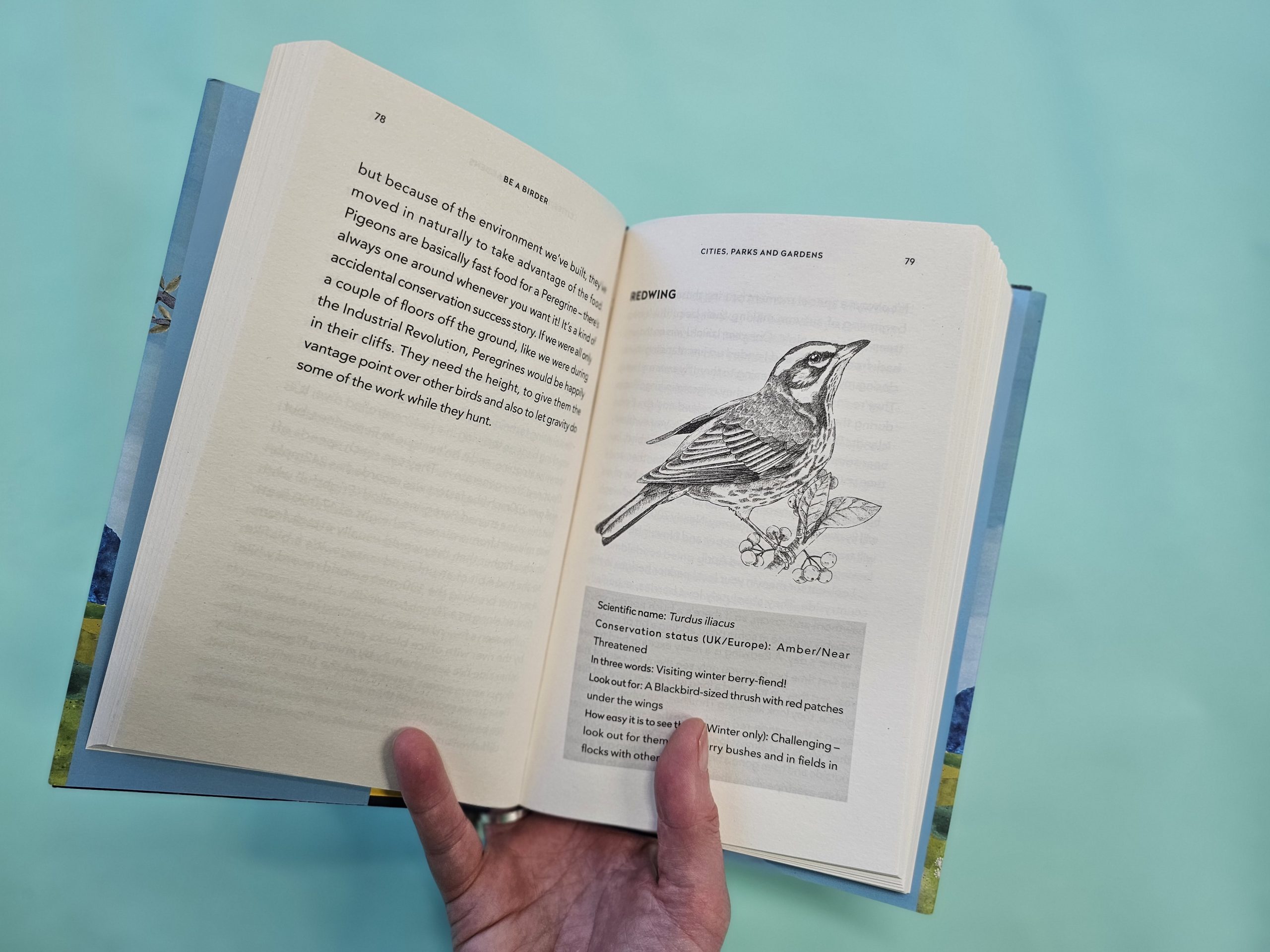 Be A Birder by Hamza Yassin opened at a page with an illustration of a bird.